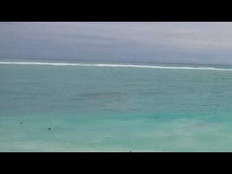 Ein Wickerbeast ist live mit furry Freunde und andere Freunde