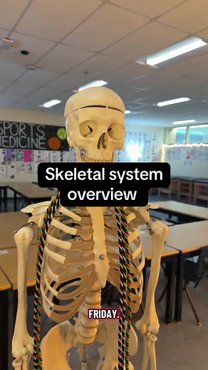 Skeletal System Overview: How Many Bones Can You Name?