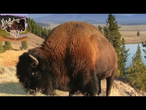 Playing As A Bison In YellowStone Unleased - Roblox