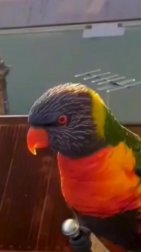 Colorful Parrots Playfully Interacting Outdoors