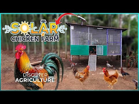 Solar-Powered Chicken Farm | Sustainable Poultry Shed by SELCO Foundation