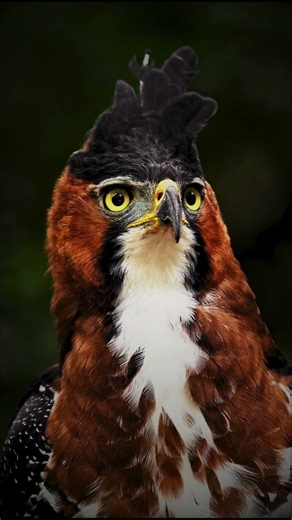 🦅 Ornate Hawk-Eagle is a powerful, crested raptor of forests #OrnateHawkEagle