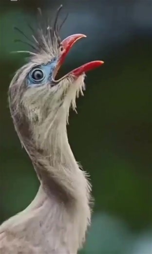 Bird’s Screaming 😱 #birds #edit