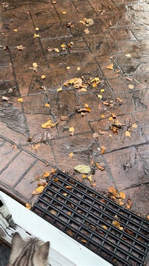 Beautiful Tiger 💝🐾 #FurryFamily #fluffy #whiskers | Tiger the bengal cat