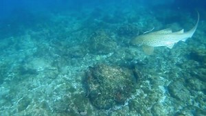 3K views · 295 reactions | Under the sea Byron Bay...  @wildbyronseasafaris Amazing snorkel yesterday at Julian Rocks 朗 .  @laurags_photography | Byron Bay | Facebook