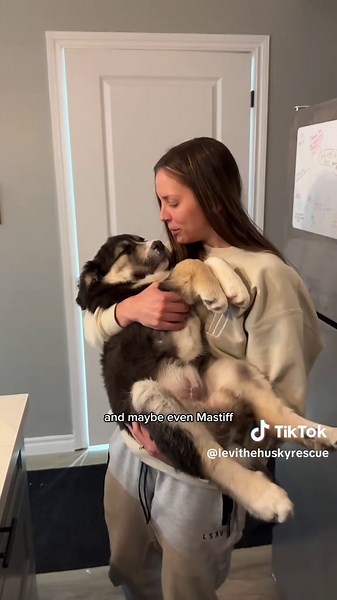 Levi, Smuckers + The Twins on TikTok