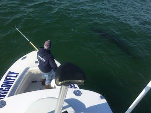 Cape Cod Great White Shark Tours - Dragonfly Sportfishing Cape Cod