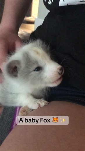 Adorable Fox Kit Moments: TBT to Cuteness Overload