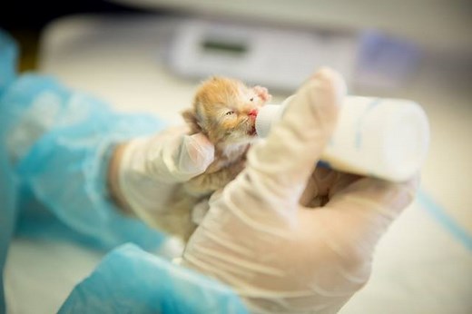 Do animal shelters hold a special place in your heart? In honor of National Animal Shelter and Rescue Appreciation Week, learn more about the Zoetis For Shelters program. With valuable discounts and expert information, Zoetis For Shelters helps organizations save more animals every day. http://bit.ly/1Md16xQ | Zoetis