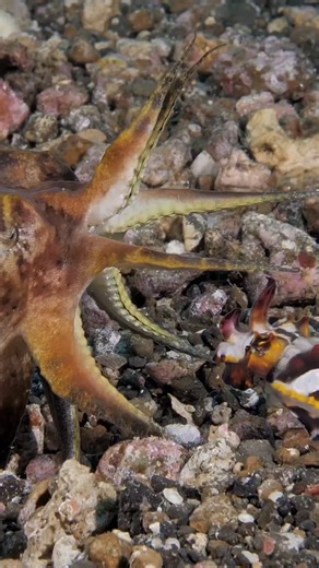 Yury Ivanov | UW Photographer on Instagram: "Tentacle Transfer With @divesea.id The Flamboyant Cuttlefish (Metasepia pfefferi) exhibits a highly specialized reproductive behavior. During mating, the male uses a modified arm—known as the hectocotylus—to transfer spermatophores (capsules containing sperm) beneath the female’s mantle. The female stores these packets until she is ready to fertilize and lay her eggs, ensuring genetic diversity and timing advantage in reproduction. A true ballet of bi