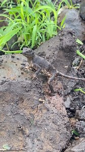 Best Animal & Nature on Reels