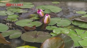A Chinese photographer spent eight months capturing the blooming moments of 12 different types of flowers. Let's take a look! | People's Daily, China