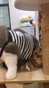 301K views · 7.5K reactions | "Heeeeelp."  #funnycat #PurrShirts | PurrShirts | Facebook