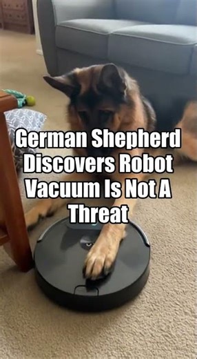German Shepherd Discovers Robot Vacuum Is Not A Threat