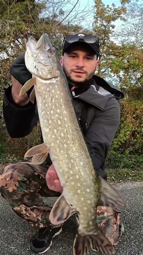 Attaque au Vif au Bouchon ! #fishing #fishingvideo #fish
