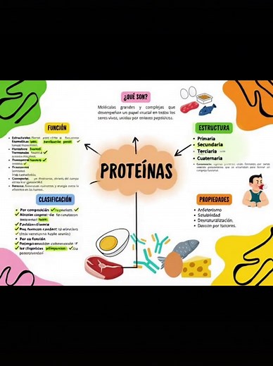 Las proteínas cumplen funciones vitales en el transporte de nutrientes y oxígeno a las células y tejidos, como en el caso de la hemoglobina y la mioglobina. Algunas se integran en las membranas celulares actuando como receptores específicos de ciertas sustancias. Contribuyen en la regulación de los equilibrios químicos y físicos del cuerpo, facilitando la homeostasis, incluyendo la regulación del pH y los equilibrios electrolítico y osmótico. #SomosCEMS #Bachillerato #SomosFamiliaqueCuida #Verde
