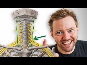 Truly understand the vagus nerve (anatomy + function)