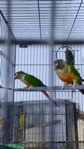green chick conure #1millionsubscribers needed support please #trendingshorts #mizo#talkingparot