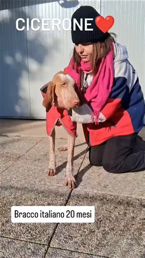 CICERONE❤️ BRACCO ITALIANO 20 MESI LUI È UNA CESSIONE DI PROPRIETÀ. UN CUCCIOLONE DOLCE E SENSIBILE. ARRIVATO DA NOI PENSAVA DI AVERE 3 MESI, CORREVA E GIOCAVA CON I CUCCIOLI, BASITO DEL FATTO CHE LORO NON LO CONSIDERASSERO UNO DELLA BANDA🤣🤣🤣 ORA A DISTANZA DI TEMPO HA CAPITO CHE NON È UN CUCCIOLO, MA UN CUCCIOLONE E NEANCHE PICCOLO. COSÌ HA TROVATO CLOTILDE, SUA GEMELLA CHE IN 2 NON FANNO UN NEURONE..🤣🤣🤣 ALMENO SONO UGUALI🤣🤣 LUI AVRÀ BISOGNO DI UNA CUCINA CASALINGA, IL CIBO COMMERCIALE 