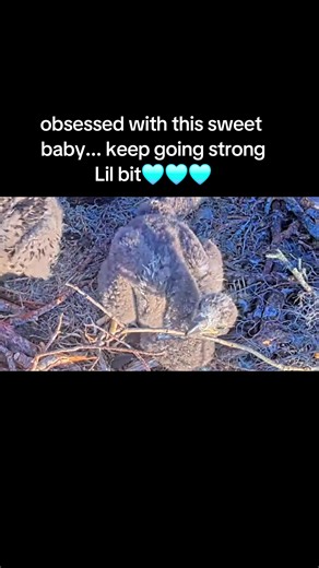 Lil bit is a fighter.. and so adorable!! #baldeagles #winterparkeagles #eagles