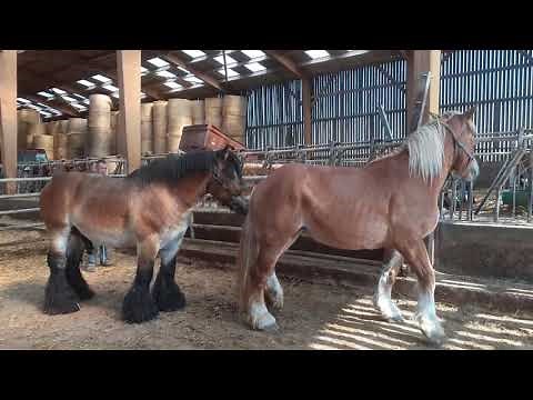Présentation d'une jument à l'étalon.
