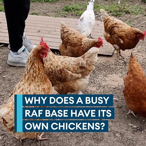 Forces News reporter gets his hands on potentially some of the most exclusive eggs in the country 🥚 James Wharton went behind-the-wire at RAF Leeming and found out how chickens were helping relieve stress at the air base 🐔 | Forces News