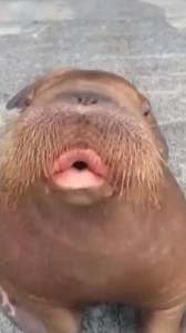 99K views · 731 reactions | Introducing the whistling Walrus  | Newsflare | Facebook