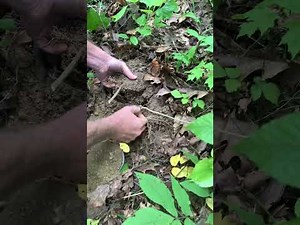 Digging a Big Ginseng root / aging Ginseng by scars on the Rhizome #ginseng