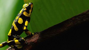 Watch Into the Wild Colombia Romeo and Julieta - Paramount