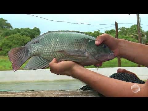 New technique allows for economical fish farming