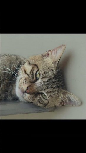 Unlocking the Secrets of Cat Communication: 100+ Sounds Explained!