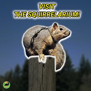 1.1M views · 1.4K reactions | These squirrel best friends don't do anything without the other! Watch as they "floof" together in the silliest ways! 殺 | Animals Doing Things | Facebook