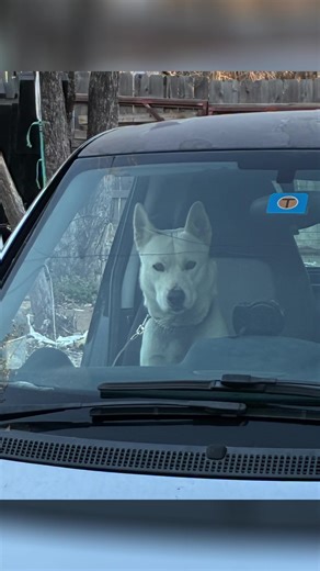 Explore Fast Cars and Dogs in Springtown, Texas