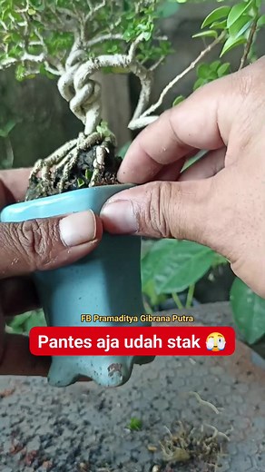 1.3K views · 87 reactions | Care to optimize unique mini bonsai in mini pots #fblifestyle #BonsaiCare #Bonsaimini #BonsaiUnique | Pramaditya Gibrana Putra | Facebook