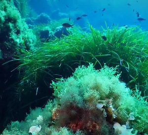 10K reactions · 4.5K shares | Per rispettare gli oceani bisogna conoscerli e andare oltre la superficie, in profondità. Impariamo a guardare il mare con i suoi stessi occhi insieme a Ocean Words, perché tutelare gli oceani significa tutelare la vita del pianeta. | National Geographic | Facebook