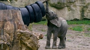 African bush elephant (Loxodonta africana) baby, bored juvenile calf