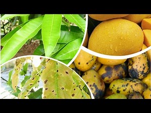 Mango Anthracnose Disease Management