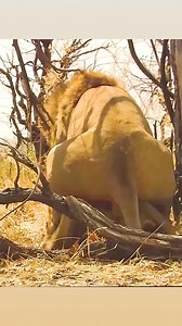 1.1M views · 3.6K reactions | He is Brutally Enforcing his Genetic Right. #fyp #lion #foryoupage #wildanimals #animalswildlife #viralreels #reelsfb #facebookreels #fypviral #foryoupage #fyp #animalworld #animal #reels #documentary #reels #reelsviralシ #doyouknow | Do you Know? | Facebook