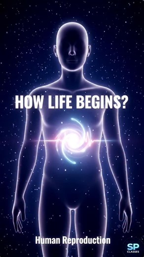 SP CLASSES on Instagram: "“Life creation mein male body ka important role 👶 Male Reproductive System samjho clearly in 3D 🔬” #MaleReproductiveSystem #BiologyReels #3DBiology #ScienceReels #neetbiology"