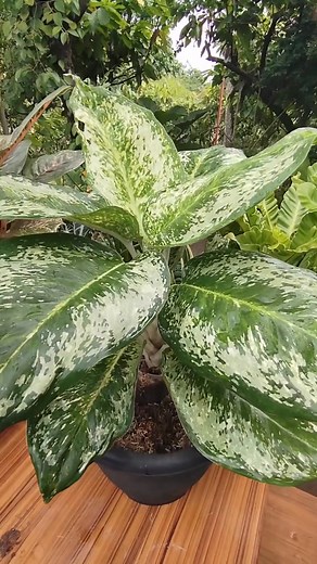 Cleaning aglaonema leaves offers several benefits: 👉Improves Photosynthesis 👉Prevents Pest Infestations 👉Reduces Disease Risk 👉Enhances Appearance 👉Promotes Better Air Quality #aglaonemacare #plantcare #tipsandtricks #homegardening #gardening #fblifestyle Mamalyn's Garden | Mamalyn's Garden