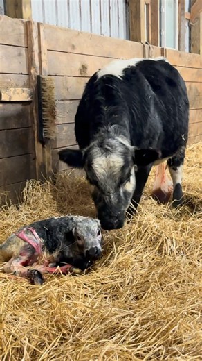 Speckle Lane Farm on Instagram: "SPL My Moonshine had her first calf. This heifer has been a fan fav. over the last 2 years and she stole the hearts of 2 local girls who had the pleasure of showing her as a calf and a yearling. Need a name for this heifer calf starting with the letter “P”! #specklepark #calving #farmlife #cows #calves #beef"