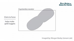 Bacterial Storage Granules