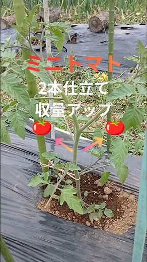 ミニトマト仕立て方色々！時短で解説！家庭菜園