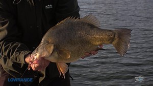 7.4K views · 78 reactions | Lowrance finds Golden Perch | Lowrance | Facebook