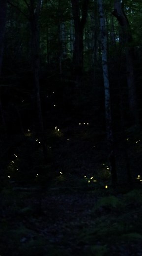 National Geographic | Video by @babaktafreshi | The sparkling lights of synchronous fireflies are seen in the Great Smoky Mountains, first in fast-motion (4x)... | Instagram