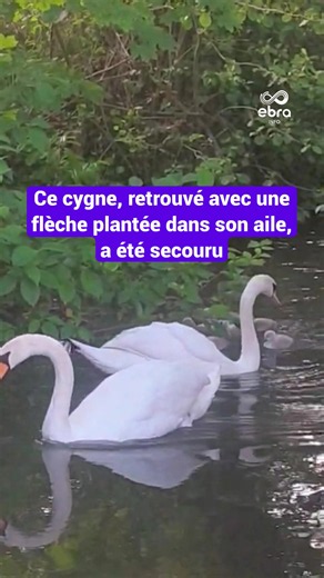 Blessé à l’aile par une flèche de sarbacane, un cygne a été secouru, ce samedi 16 mai par une militante de la cause animale, dans le cours d’eau du Ziegelwasser à Strasbourg. L’animal a été soigné dans le centre du Gorna à Neuwiller-lès-Saverne, où il a été gardé en observation jusqu’à dimanche. Il a pu retourner auprès de sa femelle ce lundi 18 mai. #cygne #animaux #strasbourg #tiktoknews