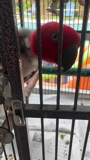❤️‍🔥 So here is the female Eclectus and look at how different they are. The males and females look so entirely different, it’s amazing. I do believe when they were first discovered in the wild, they weren’t even sure if they were the same species because of how different they look. At least it’s one type of bird that you don’t need to have sexed in order to tell the males from the females, which is awesome.👏 This female is an unbelievable talker, she’s probably one of the best talking Eclectus