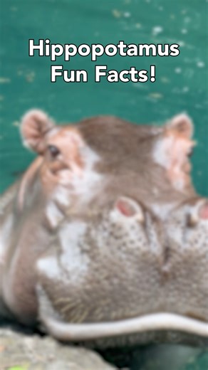 13K views · 355 reactions | What do hippos and whales have in common?  Why do they spend so much time underwater? Let’s dive into wild hippo facts you might not know at Disney’s Animal Kingdom! 鍊 #AnimalKingdom #WaltDisneyWorld #Animals | Disney's Animals, Science and Environment | Facebook