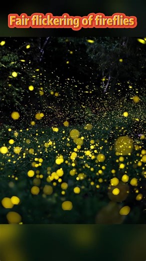Fireflies create flickers of light on summer nights in Pu'er City, southwest China's Yunnan Province. #Fireflies | China Xinhua News