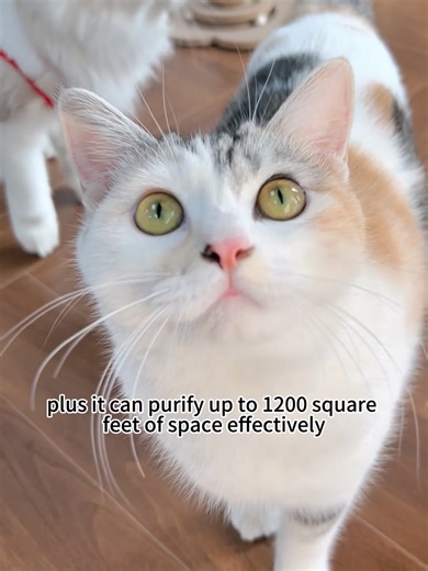 Essential Air Purifier for Removing Cat Hair Odors